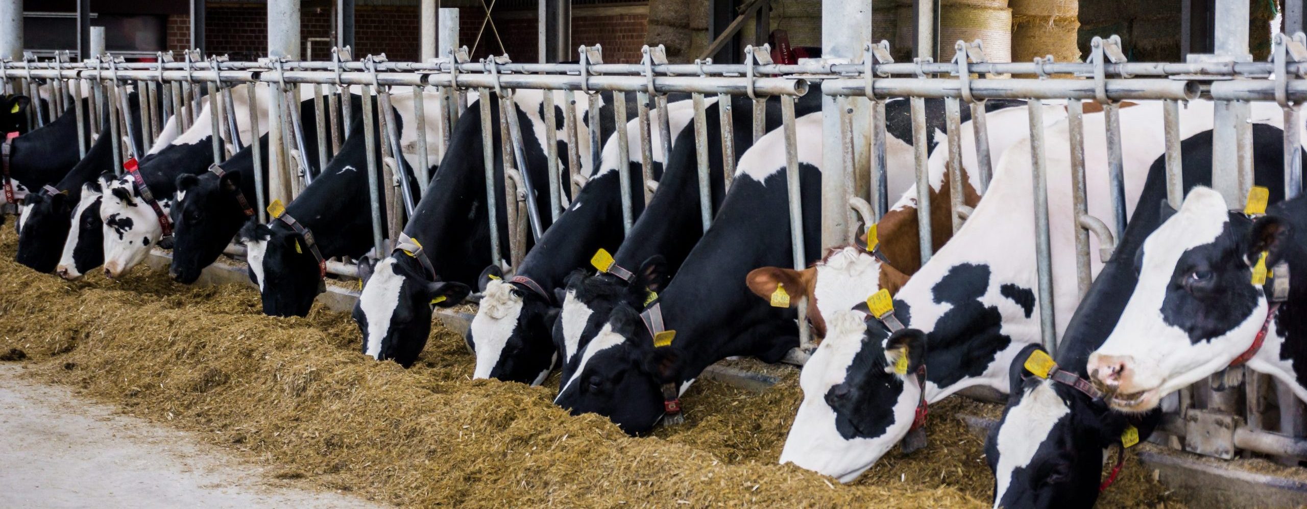 Cows in a farm. Dairy cows